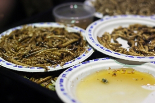 worms as exotic food