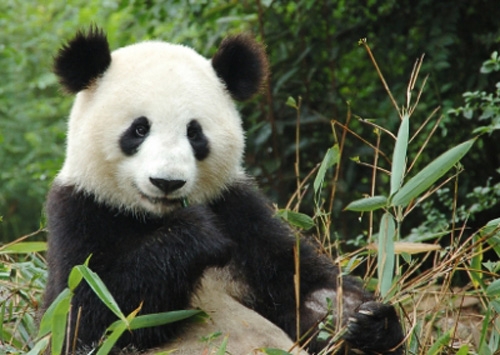 Pandas to go extinct?