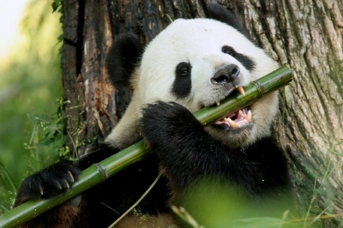 Pandas are endangered species