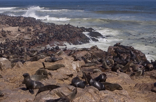 Thousands of Cape fur seals line the rocky shoreline
of the breeding area