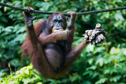 Orangutan in Sepilok Nature Reserve in Sabah, Malaysian Borneo
