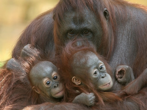 Save the orangutans