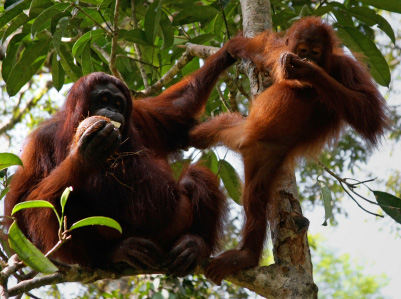 orangutans