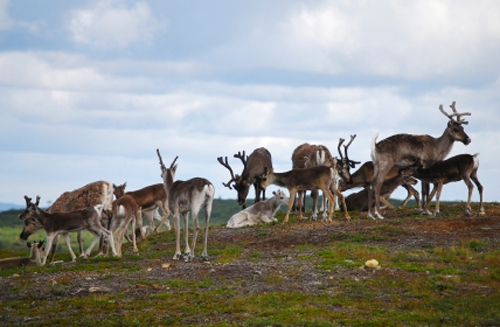 Reindeer