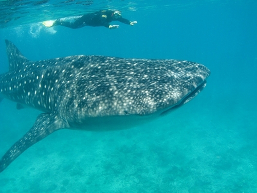 diving with the whales