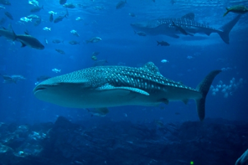 whale sharks