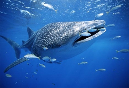 whale shark